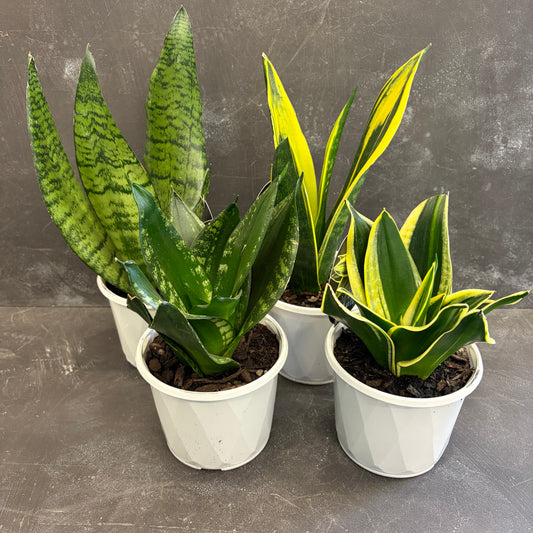 Assorted Sansevieria 130mm