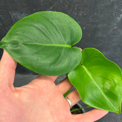 Monstera deliciosa 105 mm