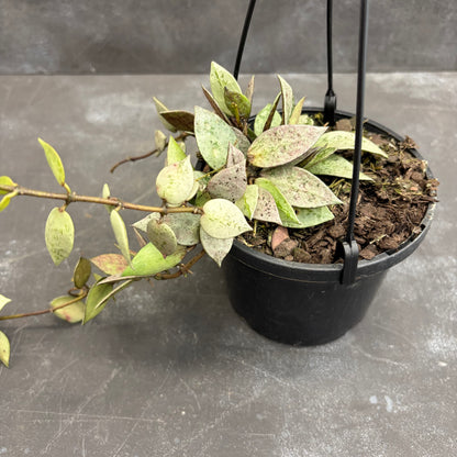 Hoya Krohniana Eskimo 125mm