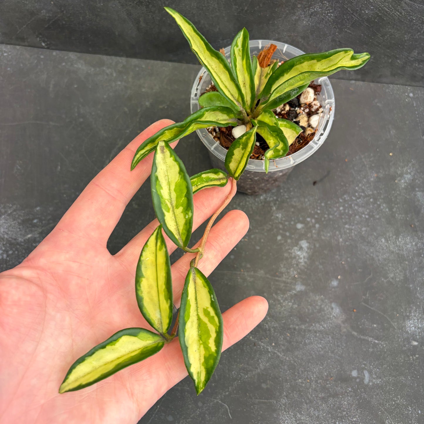 Hoya Carnosa Variegated 90mm