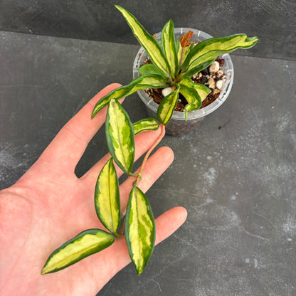 Hoya Carnosa Variegated 90mm