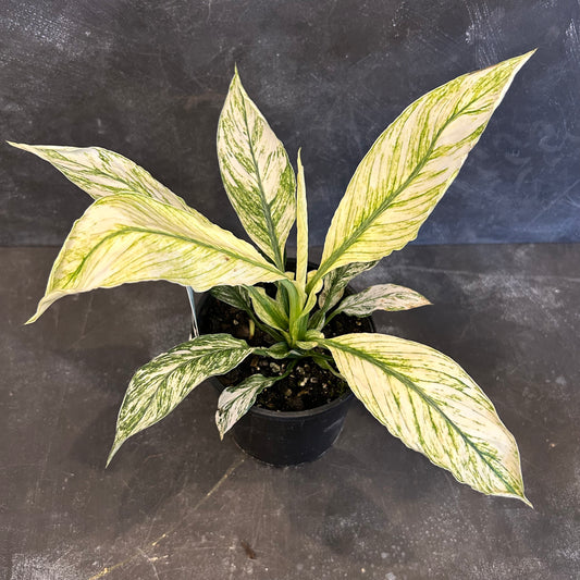 Spathiphyllum Sensation Variegated 125mm