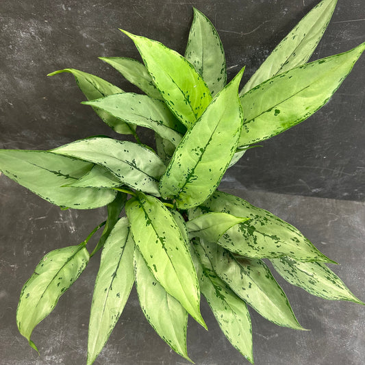 Aglaonema Patricia 180mm