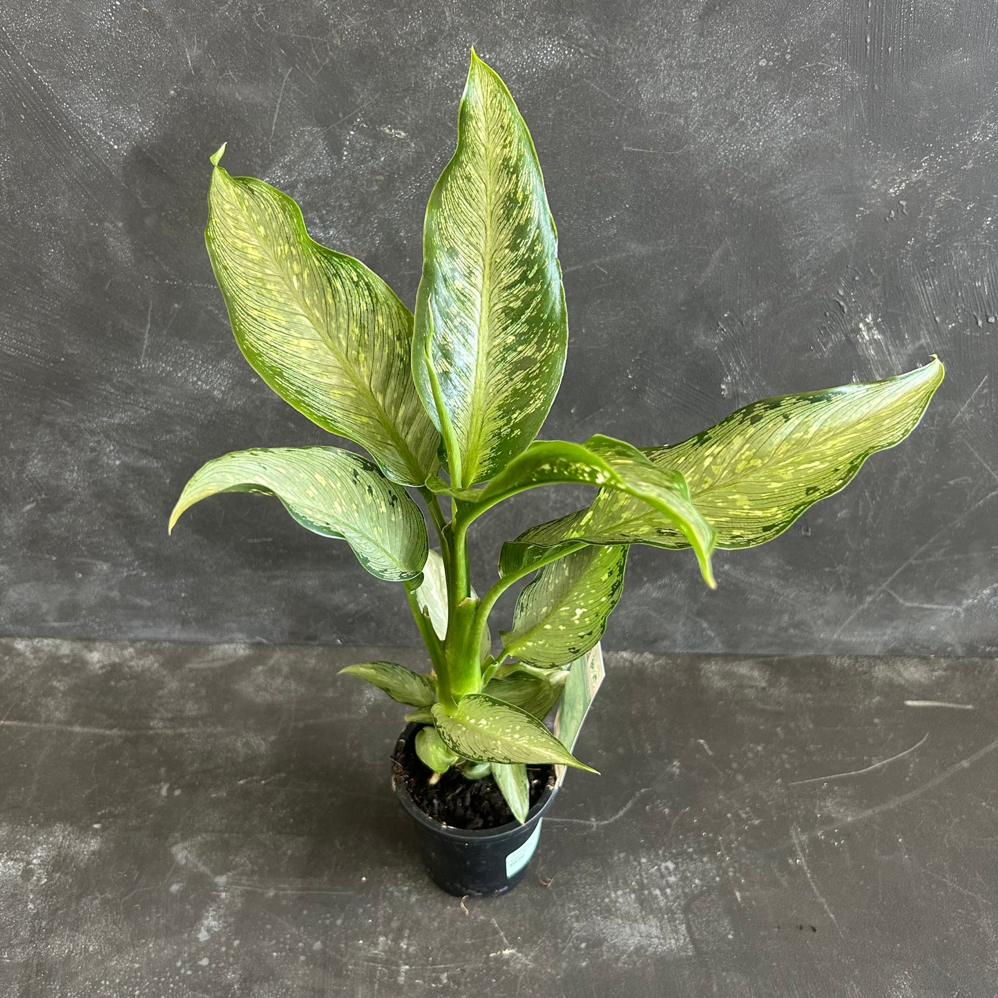 Dieffenbachia Tropical Tiki 90mm