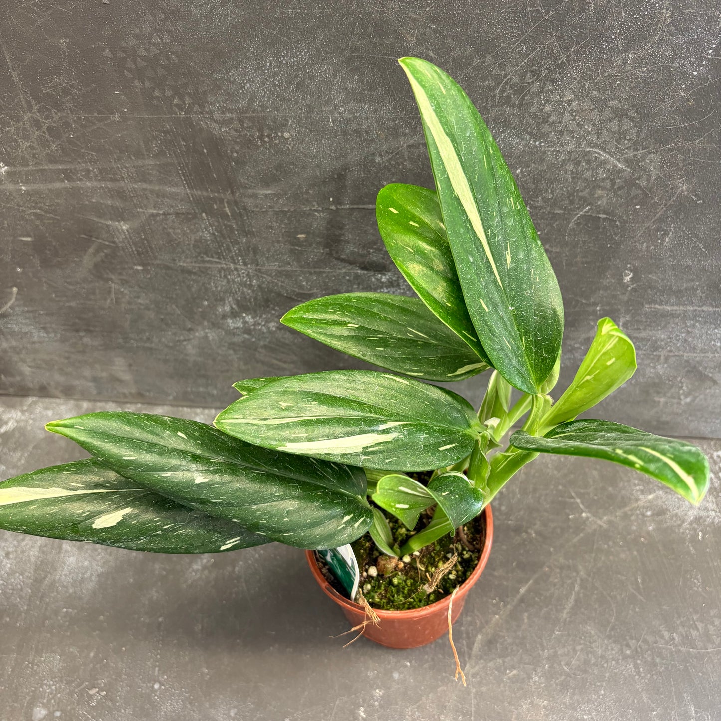 Monstera Standleyana Variegated 105mm