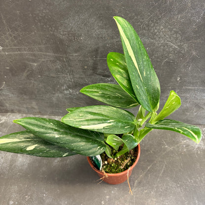 Monstera Standleyana Variegated 105mm