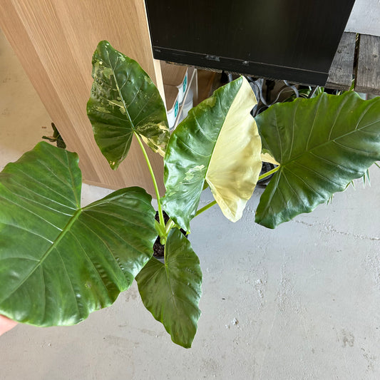 Alocasia Macrorrhizos Variegated 180mm