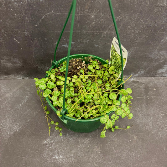 Peperomia String of Turtles 140mm