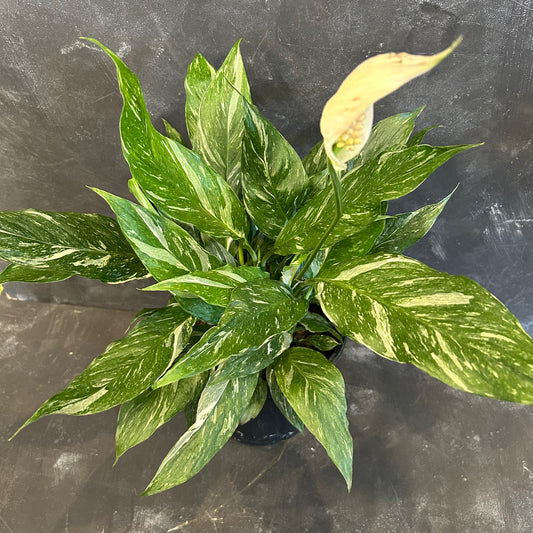 Spathiphyllum Jet Diamond 200mm
