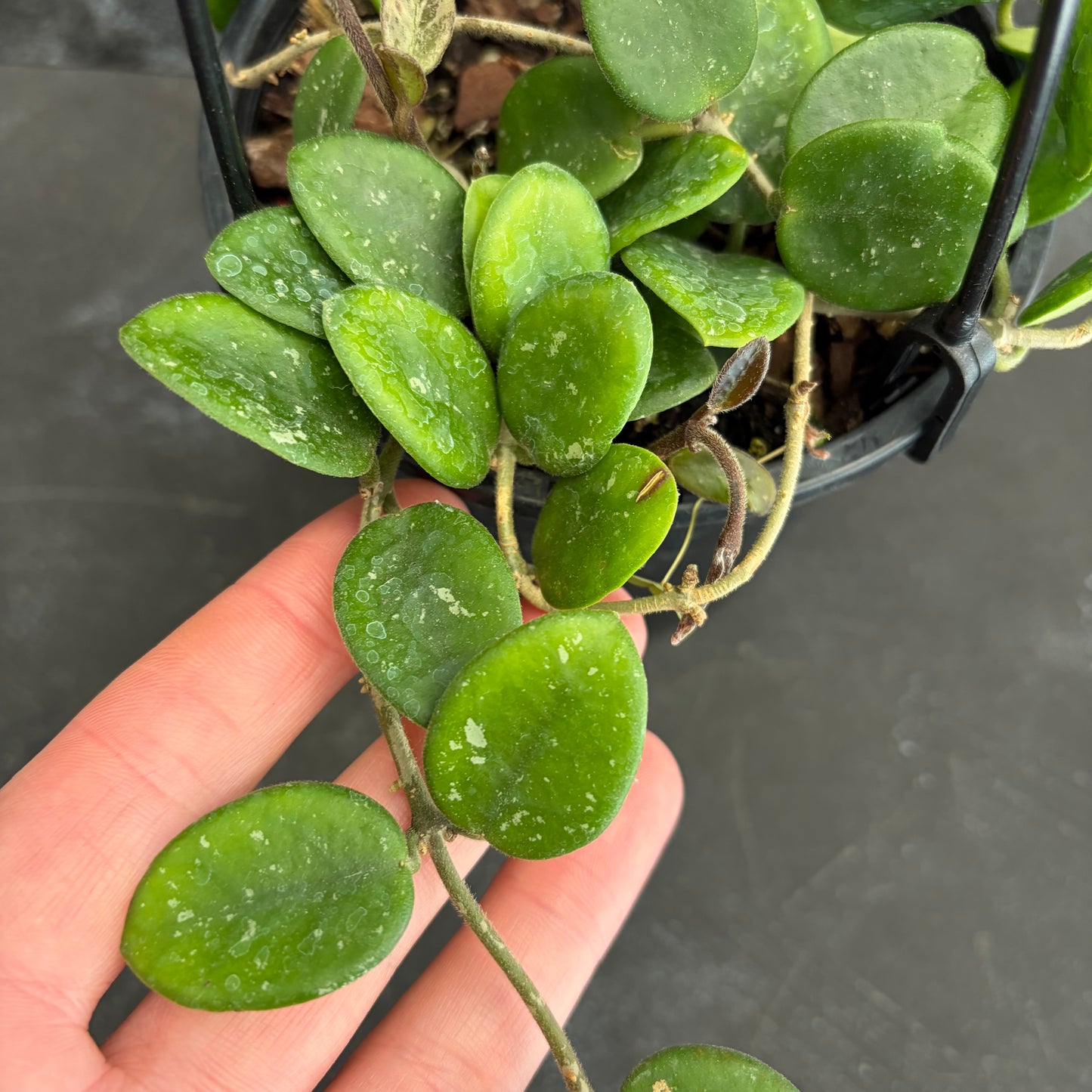 Hoya Mathilde 140mm
