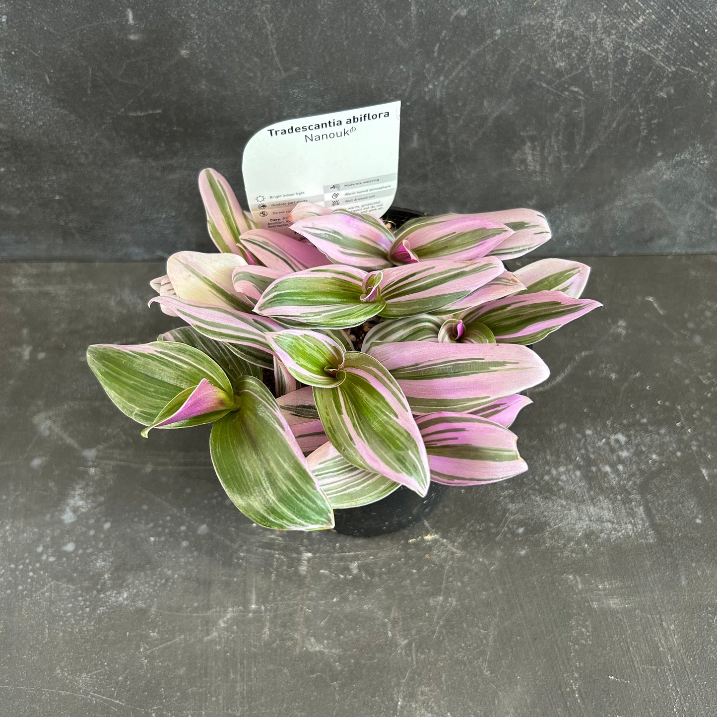 Tradescantia Nanouk 120mm