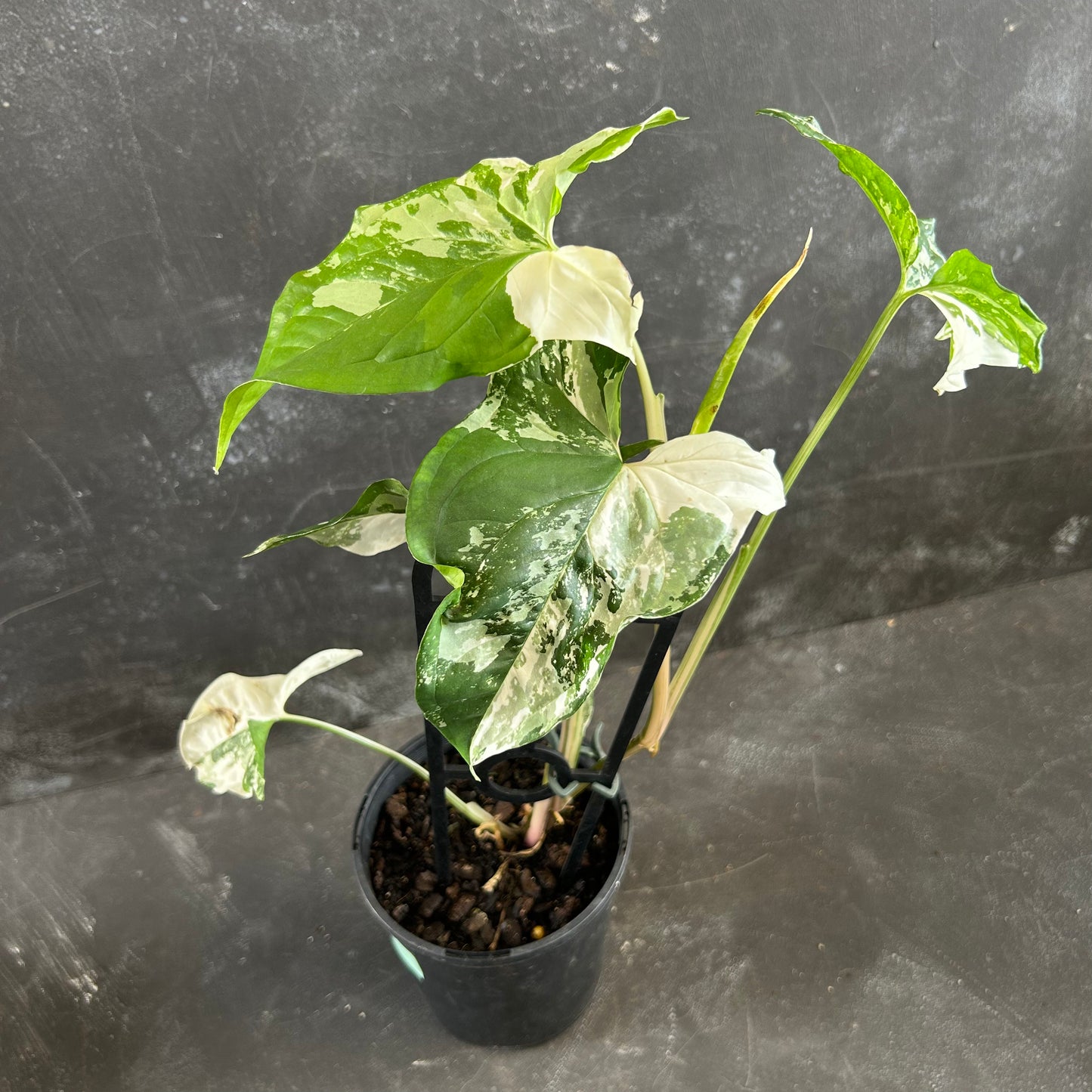 Syngonium Albo Fantasy 125mm