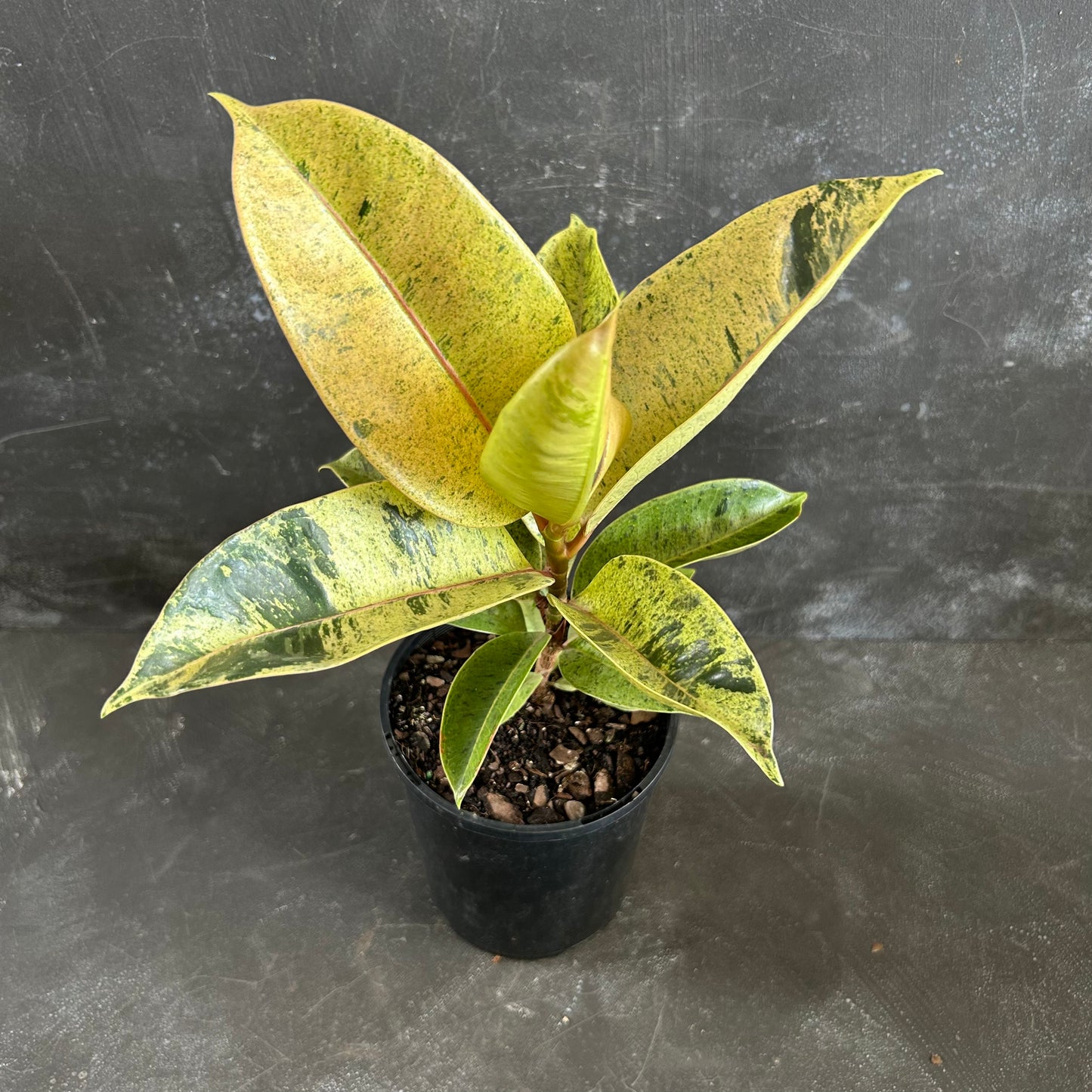 Ficus Shivereana 125mm
