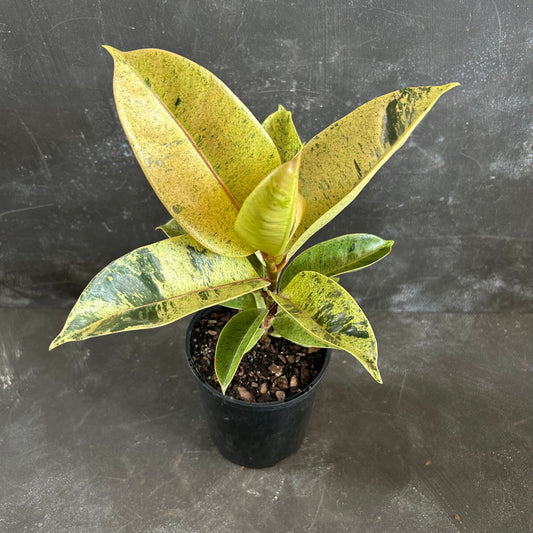 Ficus Shivereana 125mm
