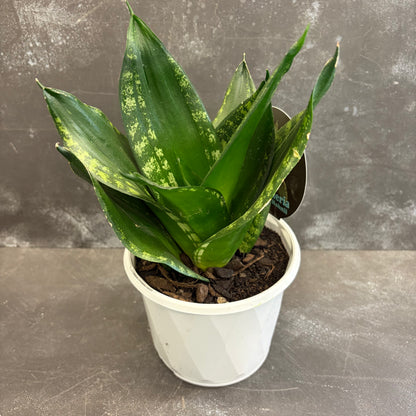 Assorted Sansevieria 130mm