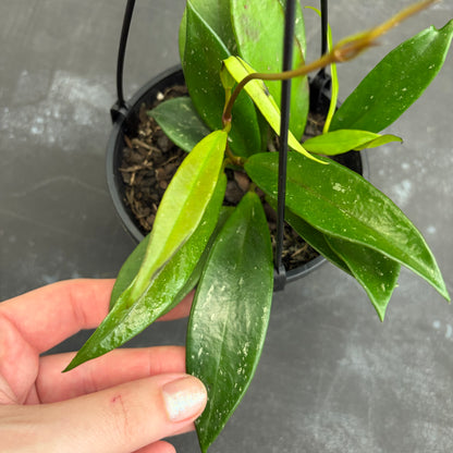 Hoya Pubicalyx Pink Silver 125mm