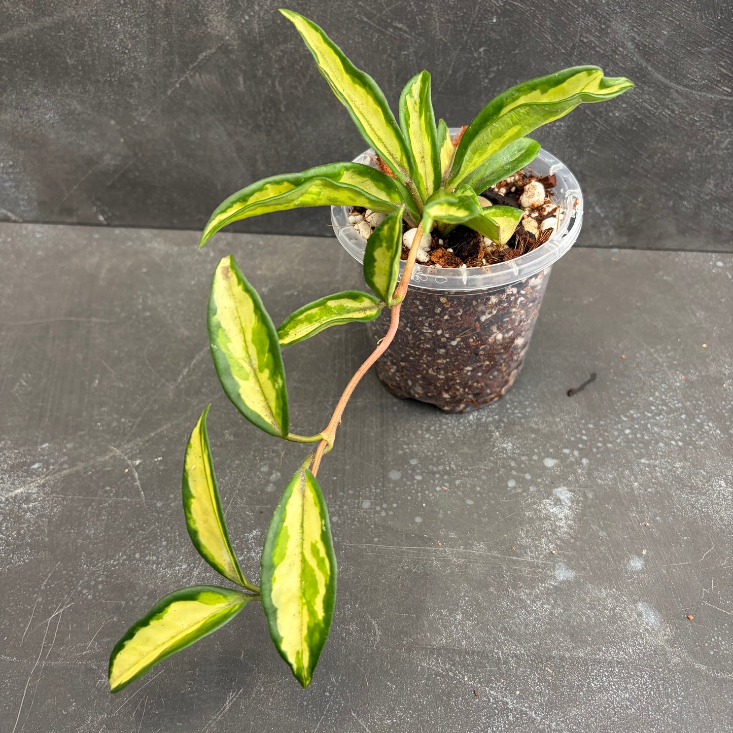 Hoya Carnosa Variegated 90mm