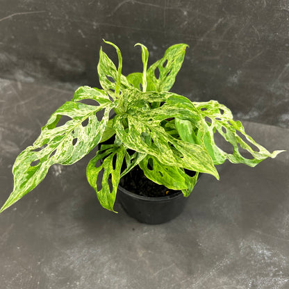Monstera Adansonii Mint 125mm