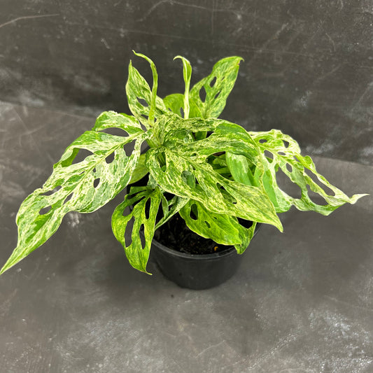 Monstera Adansonii Mint 125mm