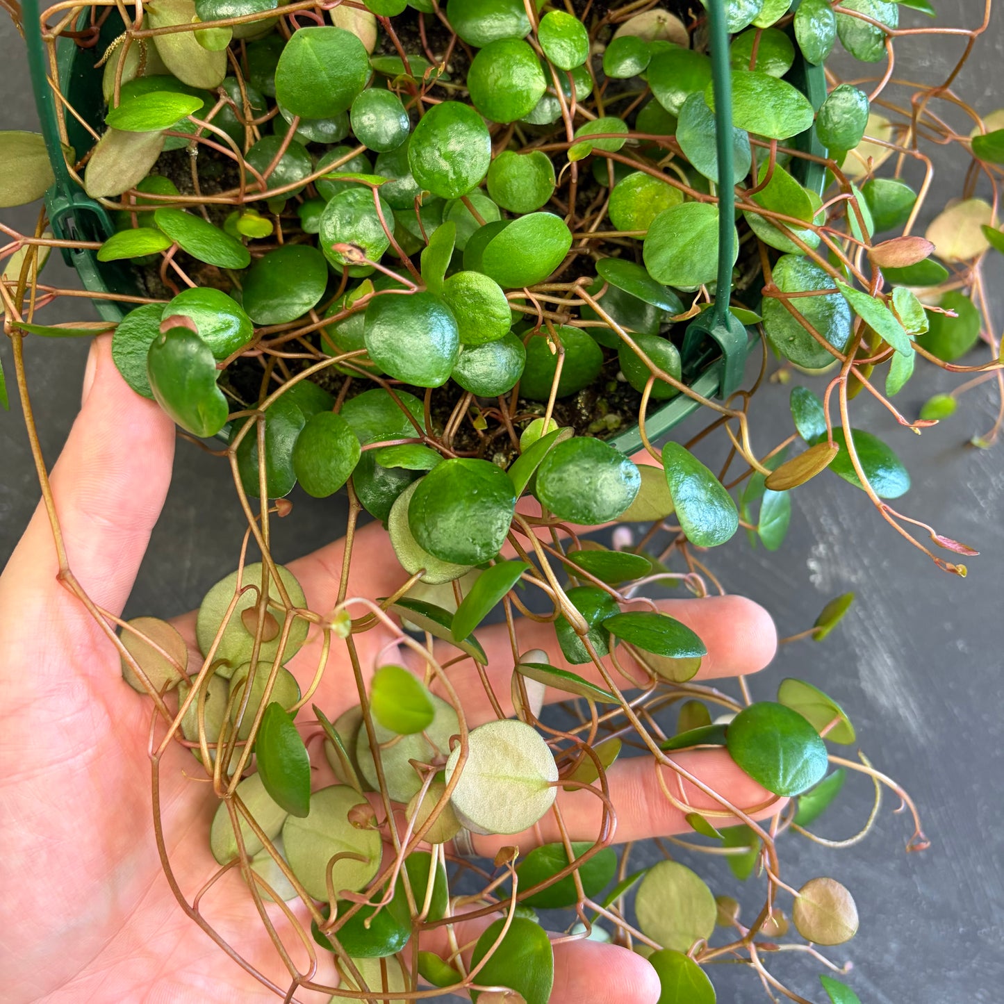 Peperomia Pepperspot 175mm
