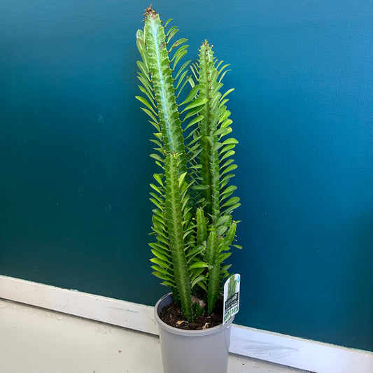 Euphorbia Trigona Green 170mm