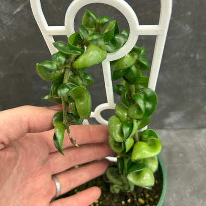 Hoya Indian Rope 140mm