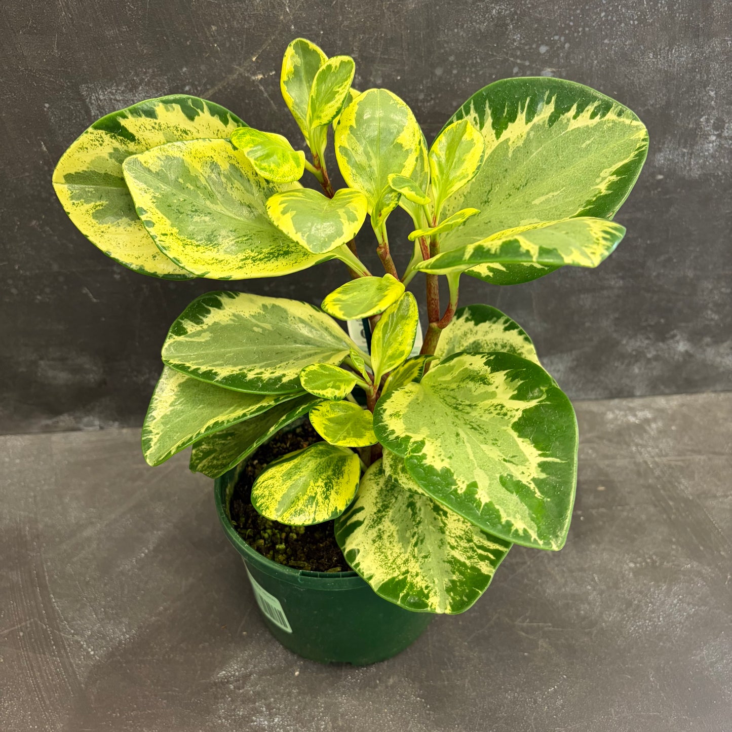 Peperomia Golden Gate 140mm