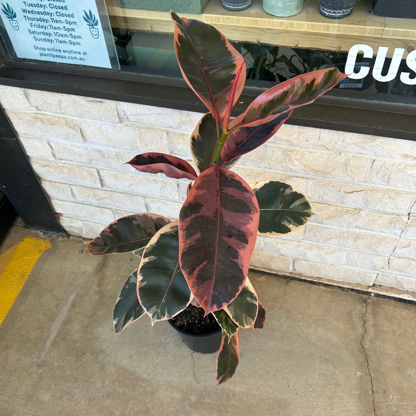 Ficus Elastica Ruby 200mm