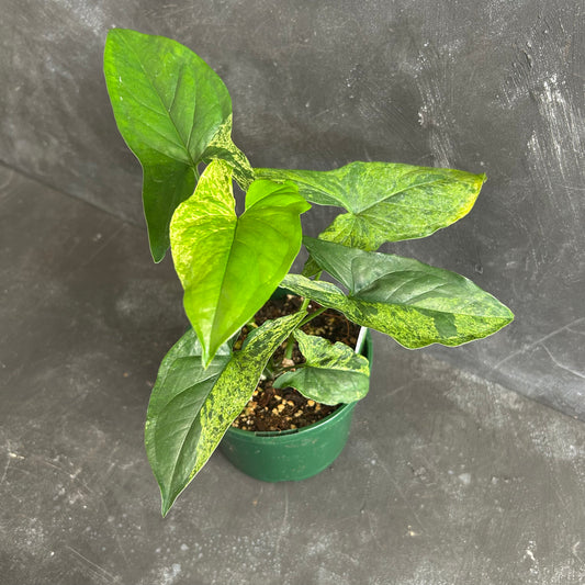 Syngonium Mojito 140mm