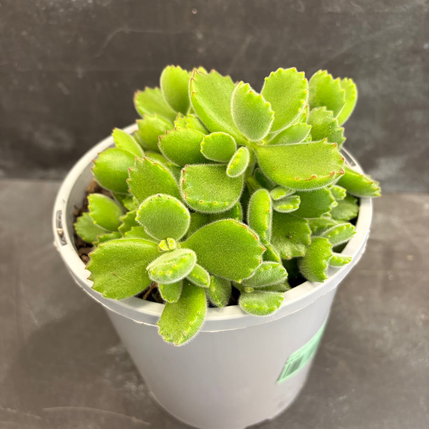 Cotyledon Bear Paw 170mm