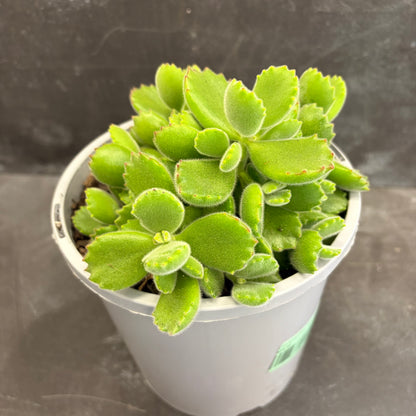 Cotyledon Bear Paw 170mm