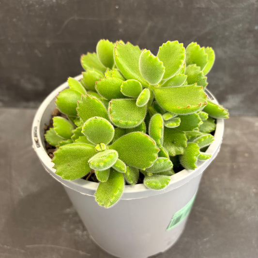 Cotyledon Bear Paw 170mm