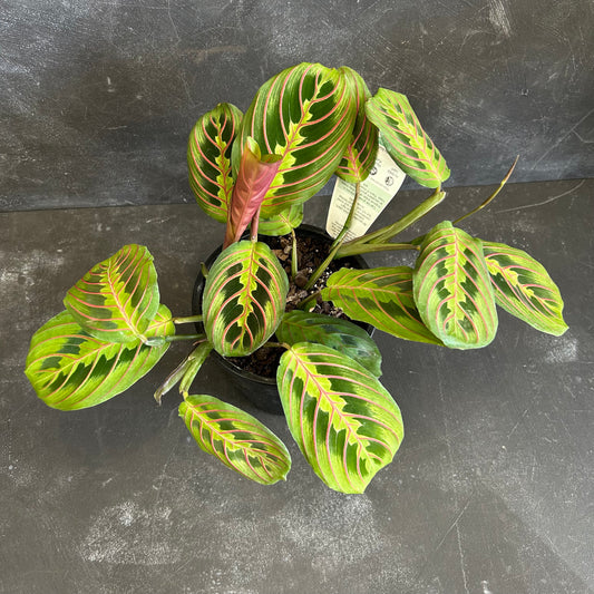 Maranta Fascinator 130mm