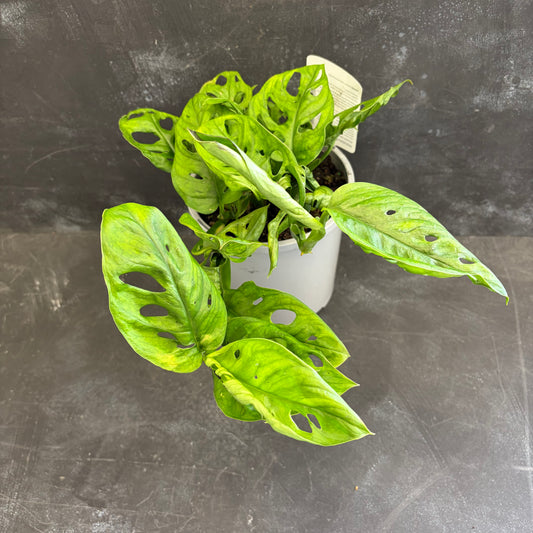 Monstera Adansonii 170mm
