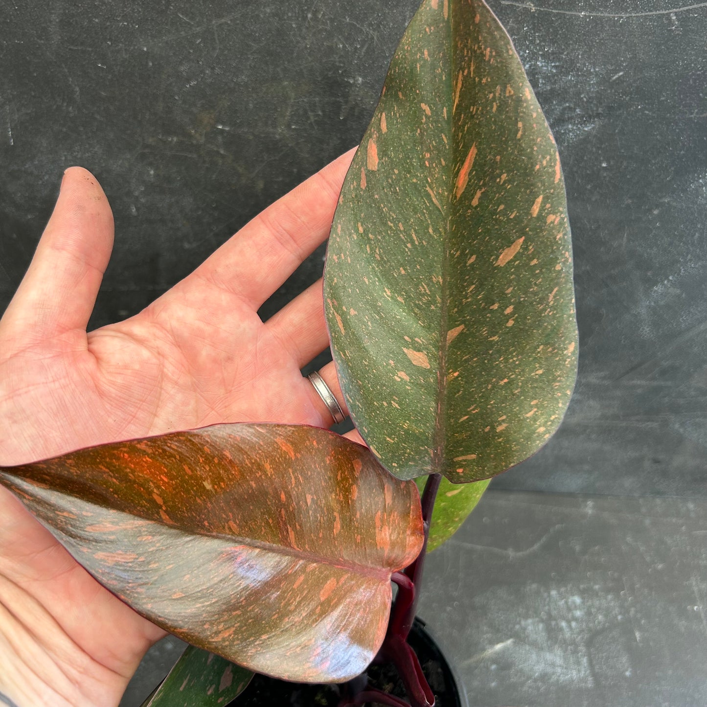 Philodendron Orange Princess 125mm