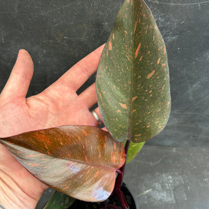Philodendron Orange Princess 125mm