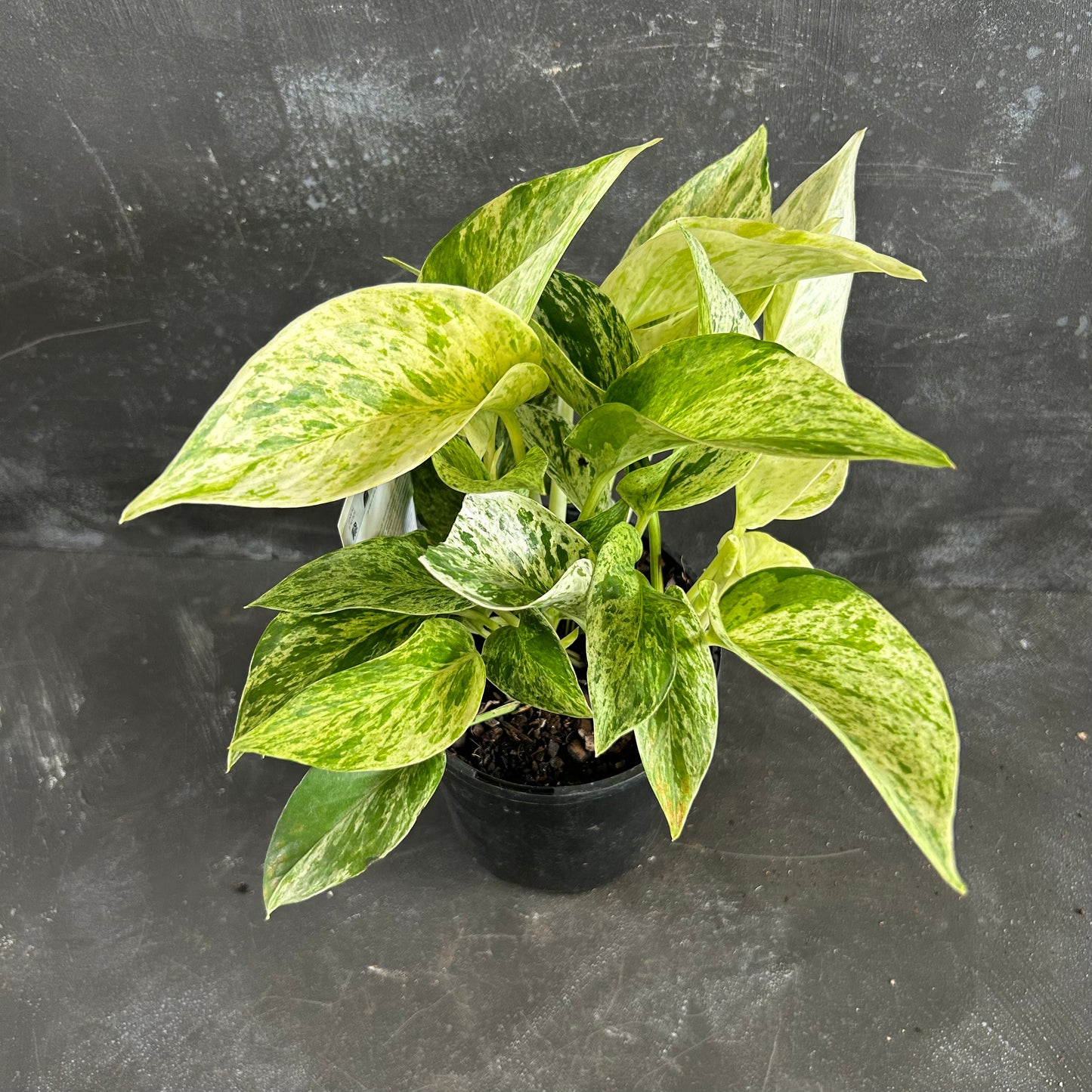 Marble Queen Pothos 125mm