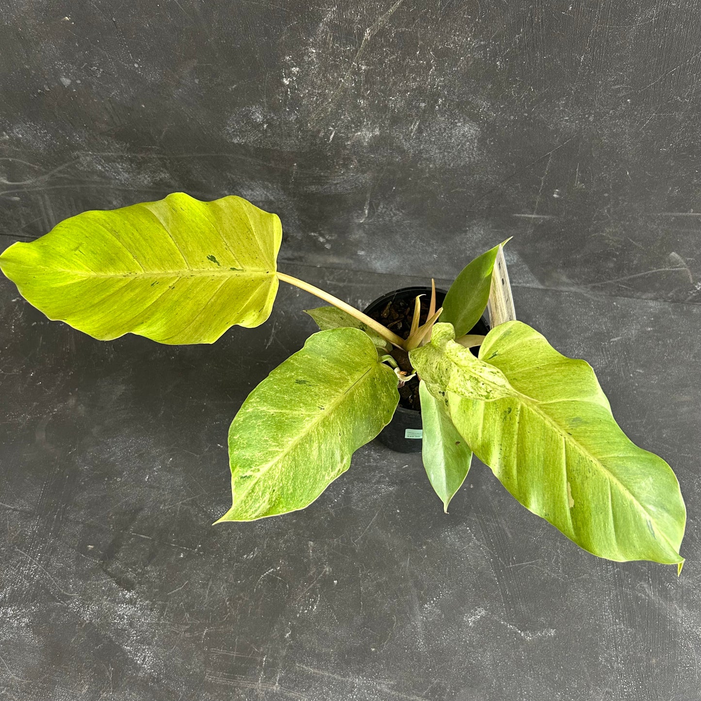 Philodendron Snowdrift 125mm SECRET SALE!