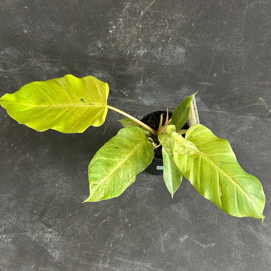 Philodendron Snowdrift 125mm SECRET SALE!