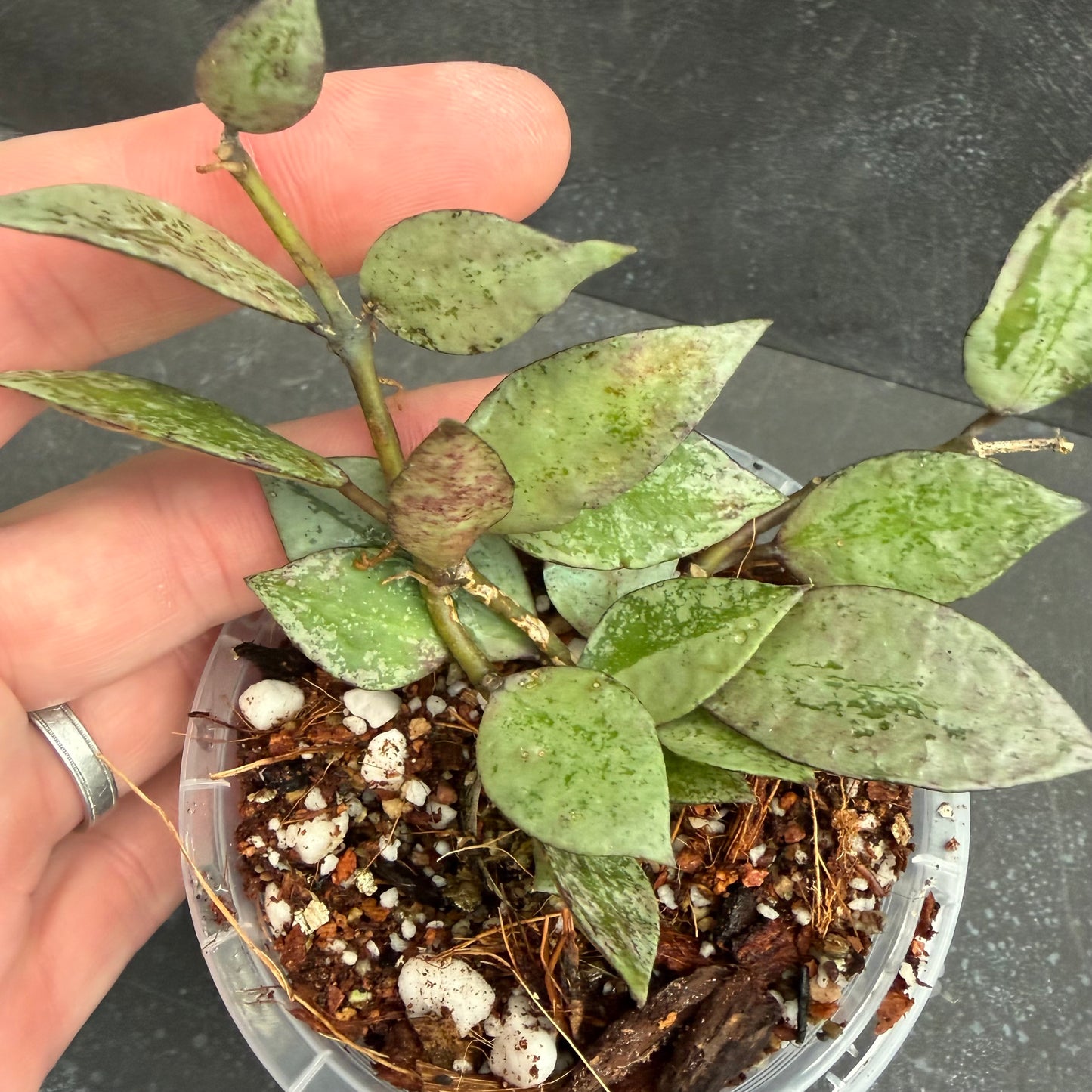 Hoya Krohniana Silver Eskimo 90mm