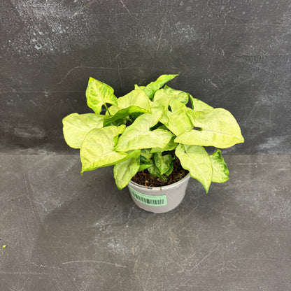 Syngonium Pixie 105mm