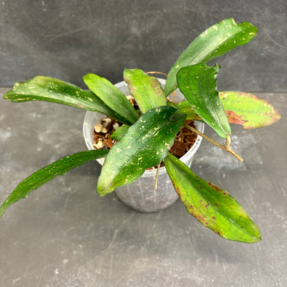 Hoya Erythrina 125mm
