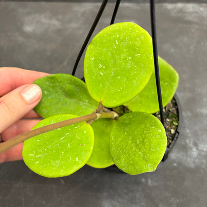 Hoya Obovata 125mm