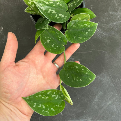 Scindapsus Pictus 130mm