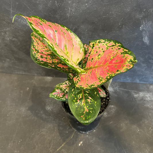 Aglaonema Lady Valentine 125mm