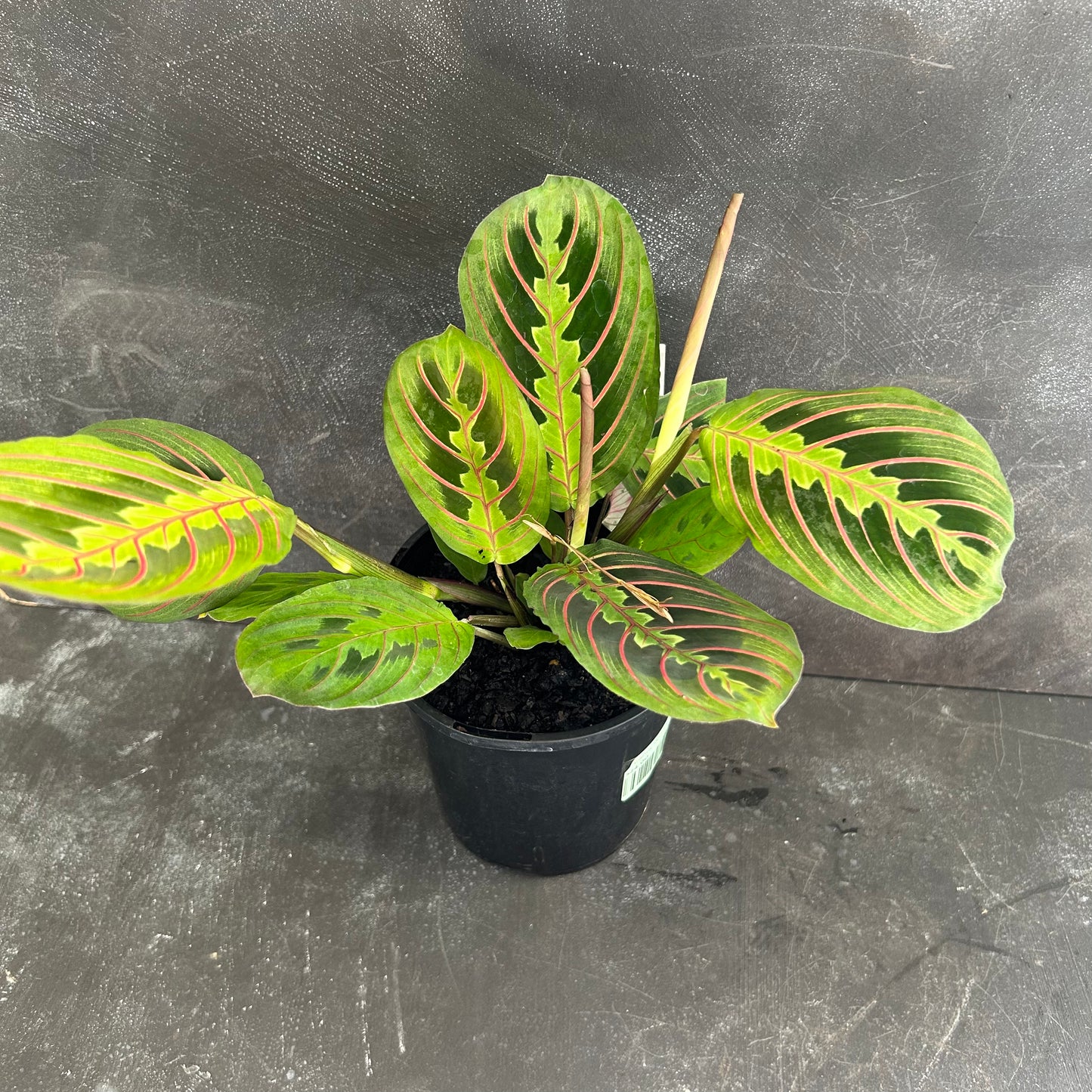 Maranta Red Vein 125mm