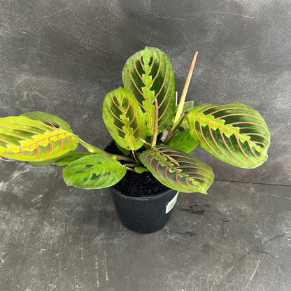 Maranta Red Vein 125mm
