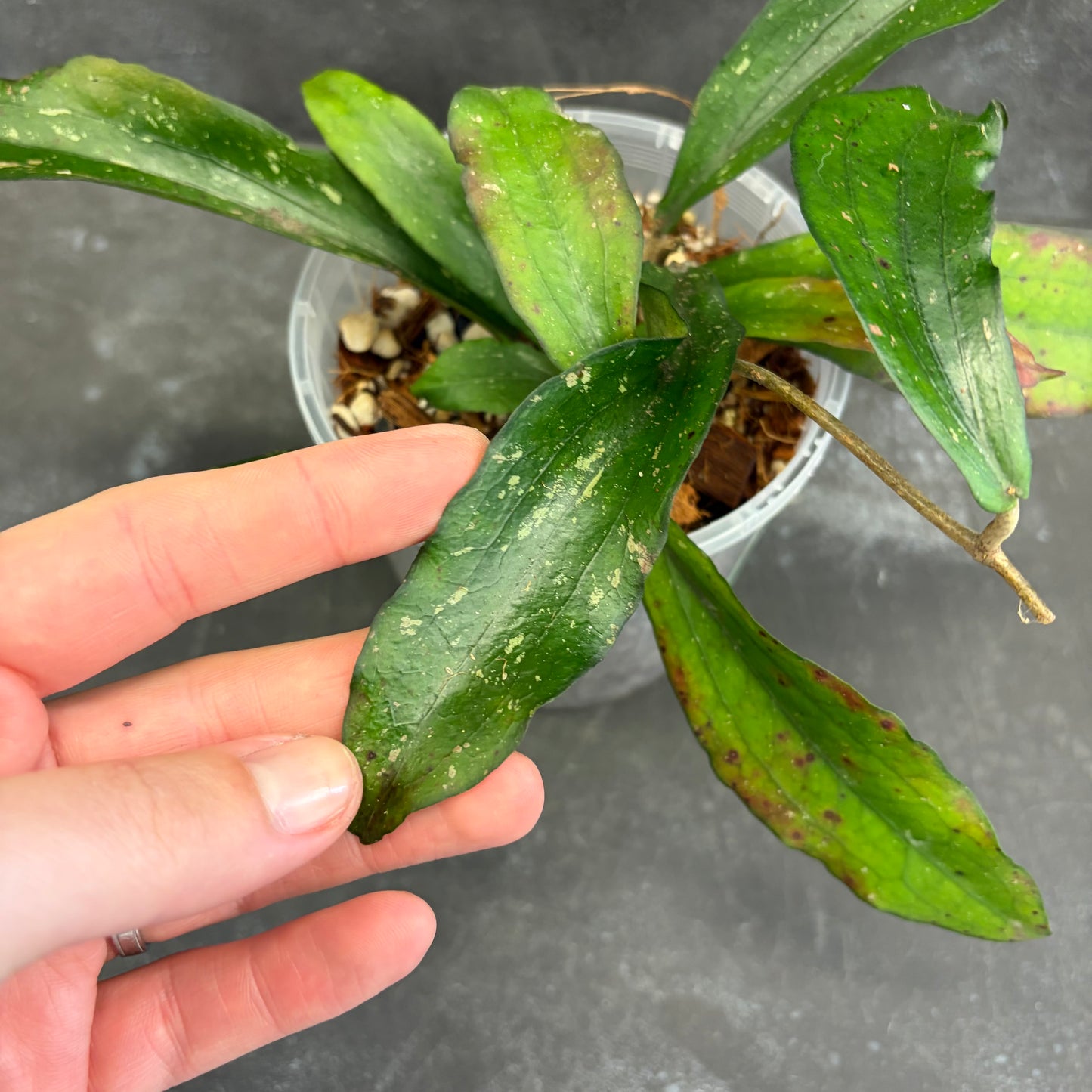 Hoya Erythrina 125mm