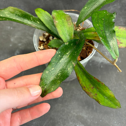 Hoya Erythrina 125mm