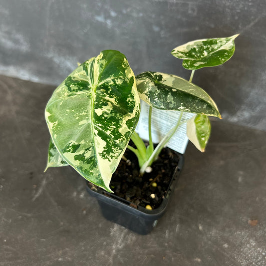 Alocasia Frydek Variegated 70mm